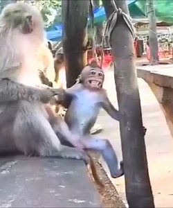 The baby monkey kept crying and asking for milk, making the mother very angry and biting the baby #Monkeyvideos | Monkey Smile
