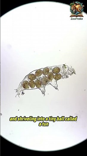 The Animal That Can Survive in Space: The Indestructible Tardigrade! 🔬🚀