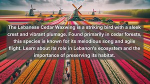 Discovering Lebanons Avian Treasures: Top 10 Native Birds in Lebanon