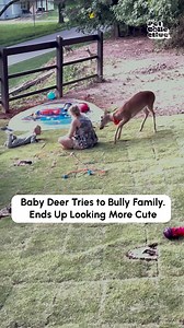 227K views · 1.8K reactions | "Play with meee!"歷 (Via - Joe O.) | The Pet Collective | Facebook