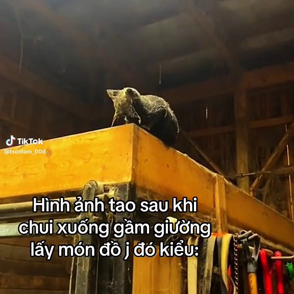 Hilarious Meme Compilation: Smack My Ass!