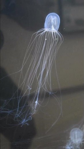 Hydroid Symbiotic Relationships - Telonicher Marine Lab #sciencefacts #animal #biology
