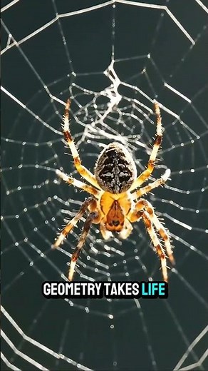 Spider Weaving a Web 🕷️ #shorts #spider #timelapse #nature #forest #viral