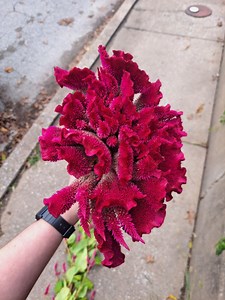 Celosia Seeds (AKA "cockscomb") - Etsy Canada