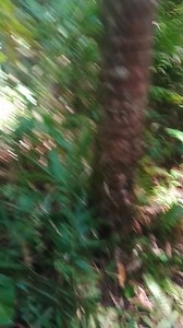 17K views · 602 reactions | Hahayy d na ma subay ang bitag tungod sa ka busy | Rowel Corminal Vlog | Facebook