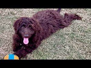 Sparky! Quick Brush Out, Comb and Trim!