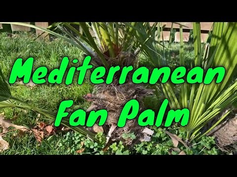 Mediterranean Fan Palm (Chamaerops humilis) Fall 2025 Update