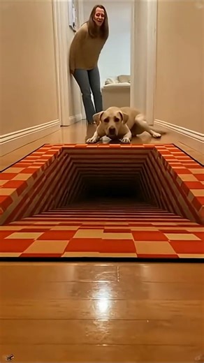 Fake 3d Hole Prank 🐶😂