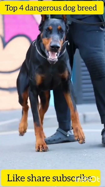 Top Powerful Dogs 🐕🔥 | Doberman vs Rottweiler vs Cane Corso vs German Shepherd