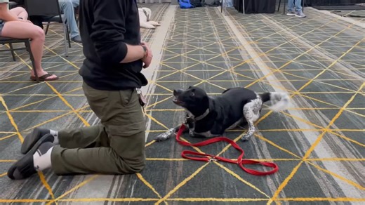 A veteran Hollywood trainer is challenging the dog training advice owners hear every day