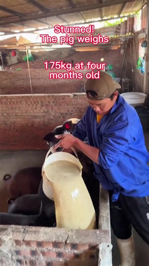 Raising pigs on a farm for fattening up #Pig raising for fattening and weight gain