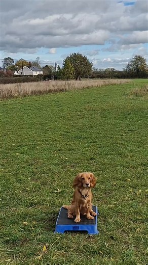 291 reactions · 12 shares | Starting using a placeboard is all about making it a good place for the dog to be. Follow on for Part 2 #suffolkspaniels #dogtraininginsuffolk #cockerspaniel #gundogtrainingsuffolk #dogtraininginipswich #suffolkdogtraining #gundogtraining #dogbehaviour | Whistle and Wag Dog Training | Facebook