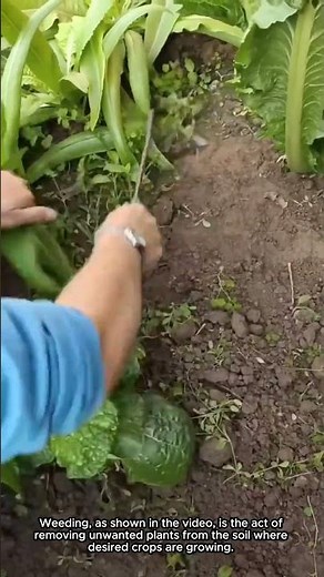 Removing Weeds by Hand: A Practical Approach