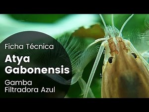 Atya Gabonensis Care Guide | Vampire Shrimp | Filter Shrimp | Parameters, Breeding, Tank Setup...