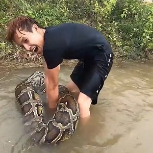 Brave Boys Caught the giant python weighing 85 kg | Viral Life