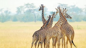 The Coolest Places on Earth: Coolest Animal Lover Vacation