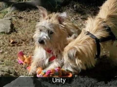 Wrapped in Love -Col. Potter Cairn Rescue Network