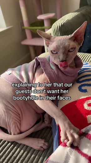 Understanding Sphynx Cats: Care and Behavior Insights