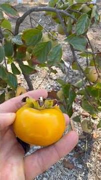 Fuyu Persimmon - Overloaded Dwarf Tree