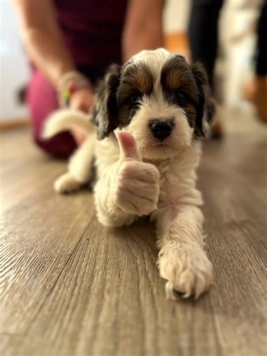 Blue Merle Male Cavapoo, looking for his own yard! | KB Goldstar Cavapoos