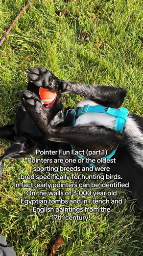 This time we are talking about Pointers! Mom thinks I’m part lab-pointer- and blue heeler. She absolutely loves my half speckled face 🥰🥰 #pointerdog #pointer #funfacts #dailyfacts #fyp