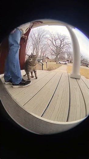 Doorbell Cam Caught This Cat’s Skate Fail