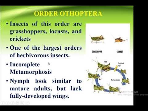 Classification Of Insect Order Orthoptera | Forest Education