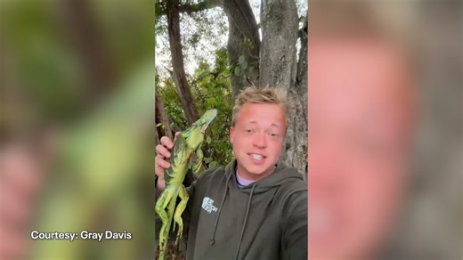 Florida man makes iguana tacos during cold snap