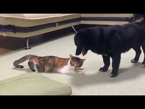 とても仲の良い犬と猫の動画です…( ´∀｀ ) 犬と猫の交尾