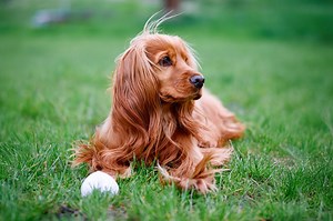 Votre chien aussi peut matcher : cette appli de rencontre va changer ses balades