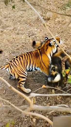 Can the pack of hyenas defeat the tiger?🐅하이에나 무리가 호랑이를 이길 수 있을까요?#Hyena #Tiger #Battle