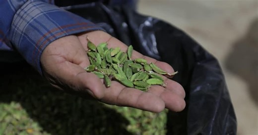 Cardamomo guatemalteco enfrenta incertidumbre por guerra en Irán y menor producción nacional