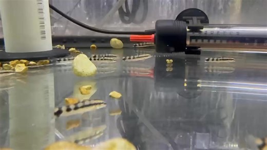 Dwarf Chain Loach (Yoyo Loach) ⛓️ An active, social bottom dweller known for its chain-like markings. Best kept in groups, it helps control snails and thrives in well-oxygenated tanks with hiding spots and soft substrate. | Pet Zone Tropical Fish, San Diego, California