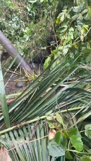 26K views · 105 reactions | Several of our water systems have experienced infrastructural and other types of damage. The Mamma Cannes Distribution system, for instance, has a damaged transmission line due to a fallen tree. At this time, the team is unable to provide a timeline for restoration. This water systems serve: Grand Bacolet, Hope, Petit Esperance, Felix Park and surrounding communities in the parish of St. Andrew. | NAWASA Grenada | Facebook