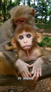 Lovely Baby Monkey Being So Cute | TV Monkey