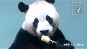 34K views · 1.5K reactions | Watch Yang Guang enjoying his ice lolly treat which was made from mushed up apple and water plus his favourite food – bamboo – which was used as a stick. | Edinburgh Zoo | Facebook