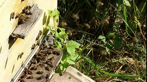A cozy place on your home apiary. This is a quiet place on the home rural apiary.