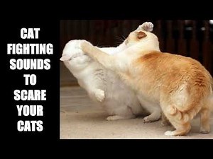 Cat Fighting Sounds to Scare Cats #5