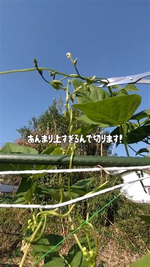 えんどう豆が実ってきた！もうすぐ収穫だ！楽しみ！ #shorts