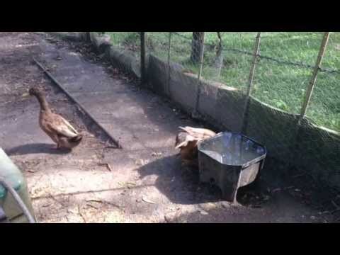 Ducks Mating Sex Khaki Campbell Breed