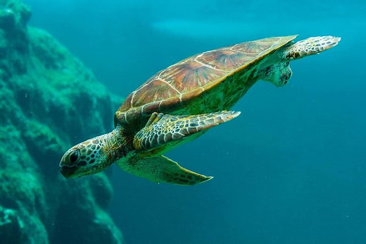 The Truth About Sea Turtle Breathing: Gills or Lungs