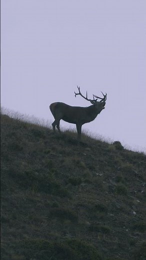 The King of Hawea: Hunting the Season’s Largest Red Stag