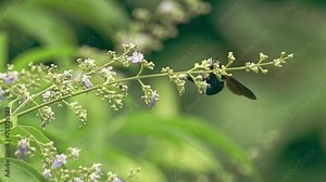 Dreamy soothing springtime scene of a carpenter bee clinging to the flowers of a medicinal tree called lagundi or Vitex negundo