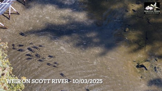 The 2025 fall salmon run in the Klamath River system shows robust activity as the season progresses. Video Clips from Scott River Watershed. | Mount Shasta News