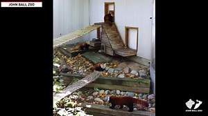 62K views · 225 reactions | Meet Rose, Ruby, and Willow. These three red panda cubs are 4 months old, about 2.5 pounds each and just took their first steps outside together at John Ball Zoo in Michigan. | The National Desk - TND | Facebook