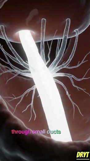 Breast Milk Comes From Blood?#medicalfacts #humanbody #breastmilk #scienceshorts #healtheducation