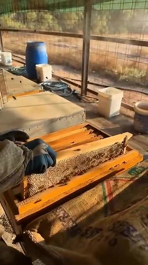 🐝🐝🐝 🐝🐝🐝 🐝🐝🐝🐝 🐝 🐝 🐝 🐝 🐝 🐝🐝🐝 🐝🐝🐝 🐝🐝🐝 🐝 🐝 🐝 🐝 🐝 🐝🐝🐝 🐝🐝🐝 🐝🐝🐝🐝 #canadianapiary #community #Hobby #imkerin #gartenliebe #flowers #garden #beekeeping #hochbeet #selbstvertrauen #Hoing #beet #socialmedia #instaimkerin #honeycomb #socialmediamarketing #design #creater #beelover #nature #honeybee | Canadian Apiary