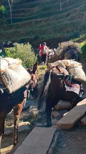 Daily Food Import in the 'Api Himal R. M.'💗#food #youtubeshorts #agribusiness