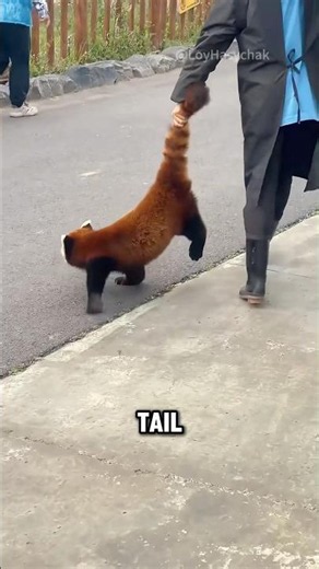 Why Red Pandas Get Carried By Their Tails #animals #cute #shorts