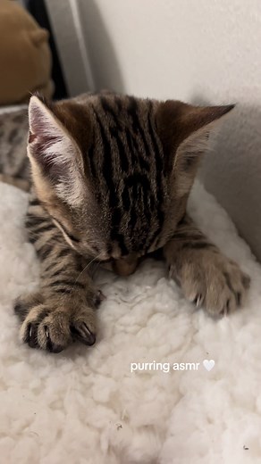 sleepy lily asmr 🙈 #asmr #catasmr #kittenasmr #animalasmr #sulking #sulkingcat #baby #newborn #cats #cat #babycat #browncat #buiscuits #catbuiscuits #kitten #cat #catsoftiktok #catsofinstagram #kittensoftiktok #kittensofinstagram #cutecats #babycat #Catlover #bengal #fyp #tabby #catperson